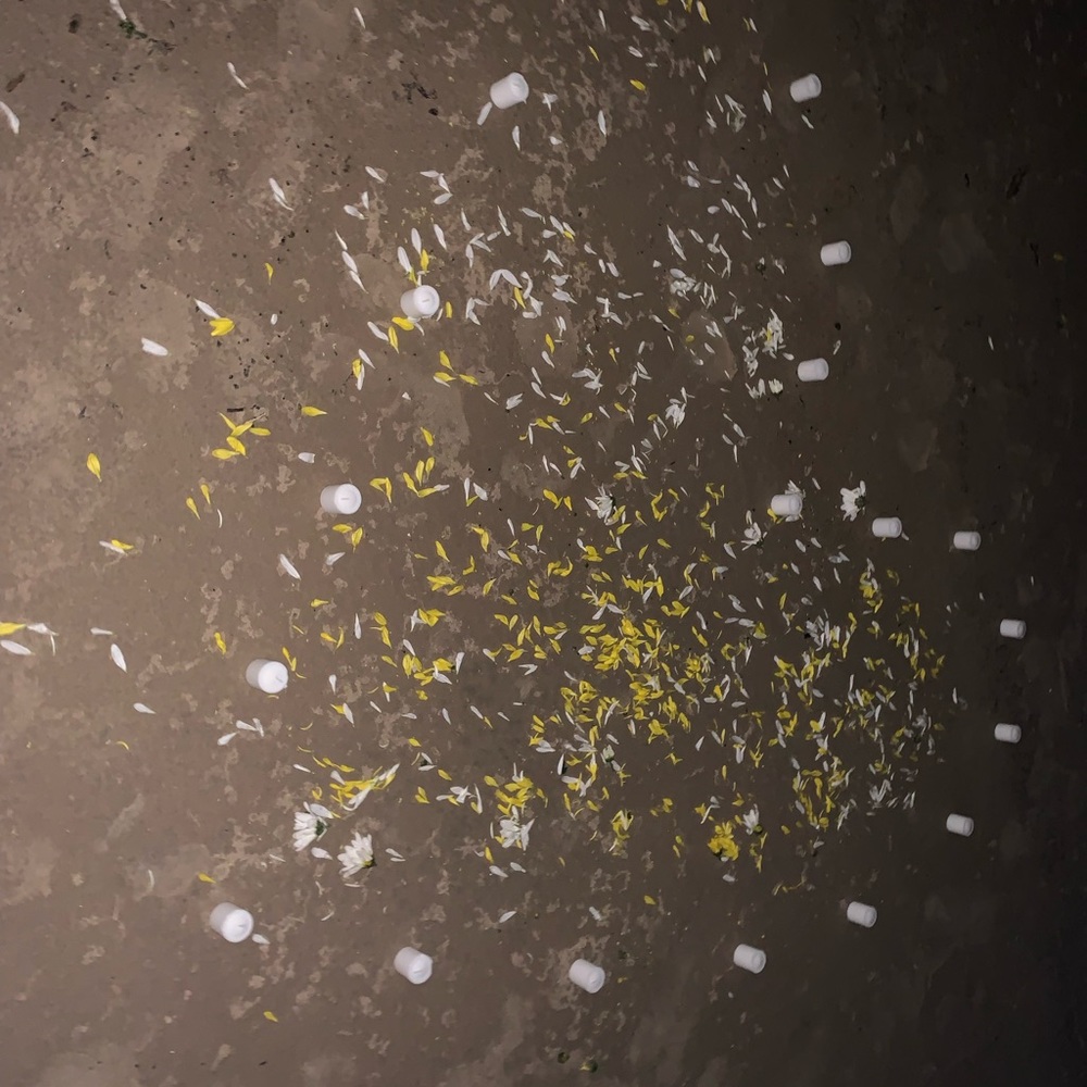 Meet your Posher, Jasmine